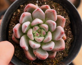 エケベリア ウェディング リング、多肉植物、多肉植物ギフト - Etsy 日本