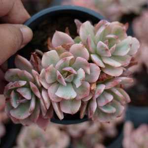 Echeveria Hoveyi variegated - Live Succulent