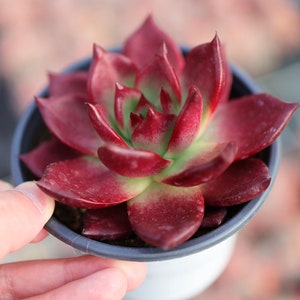 Echeveria Roca- Live Succulent