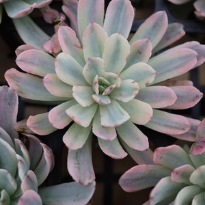 Echeveria Hoveyi variegated , Rare Live Succulent