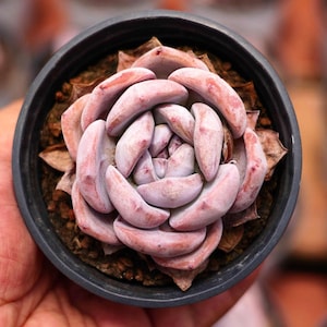 Echeveria&quot; Melbourne&quot; Succulents - Live Succulent