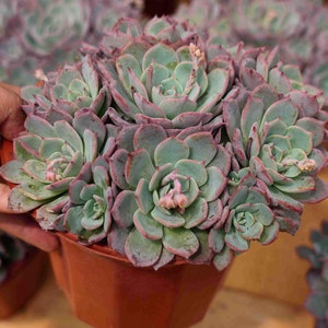 Echeveria Laulensis - Live Succulent