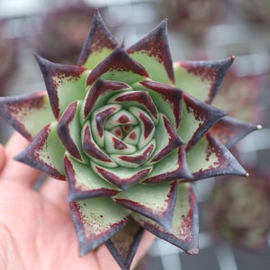 Echeveri agavoides &#39;Ebony&#39;, Rare Live Succulent