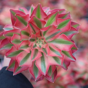Aeonium Pink Witch, Rare Live Succulent
