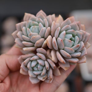 Echeveria &#39;dream snow&#39; , Rare Live Succulent