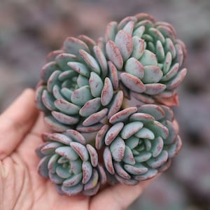 Echeveria 'Onyx' , Rare Live Succulent