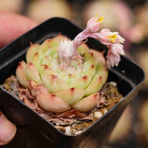Echeveria &#39;Queen Rose&#39; - Live Succulent