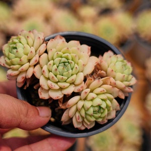 Echeveria Macadamia - Live Succulent