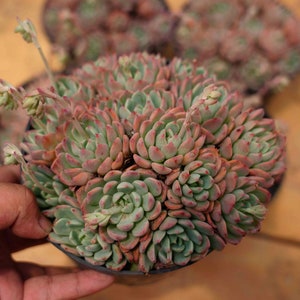 Sukkulente Echeveria Mini Haken - Lebende Sukkulente