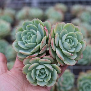 Echeveria &#39;love song&#39; , Rare Live Succulent