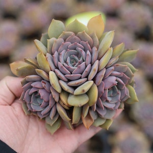 Echeveria &#39;Foie gras&#39; Cluster, Rare Live Succulent