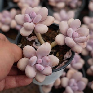 Graptopetalum amethystinum - Live Succulent