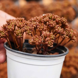 Aeonium sedifolius, Rare Live Succulent