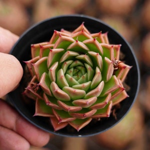 Echeveria &#39;Spy&#39; - Live Succulent