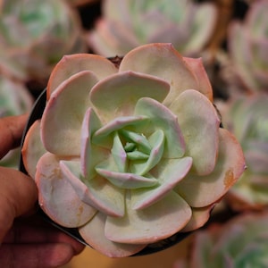 Echeveria &#39;Hakuhou&#39; - Live Succulent