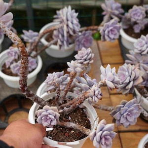 Graptopetalum superbum- Live Succulent