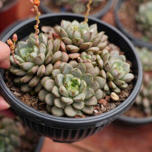 Graptoveria &#39;Amethorum&#39; Cluster - Live Succulent