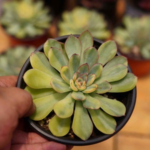 Echeveria &#39;Fairy&#39; Variegated   - Live Succulent