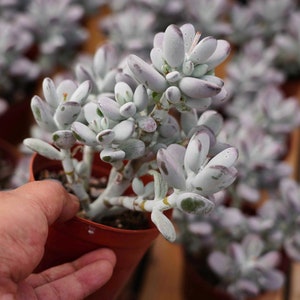 Cotyledon orbiculata cv- Live Succulent