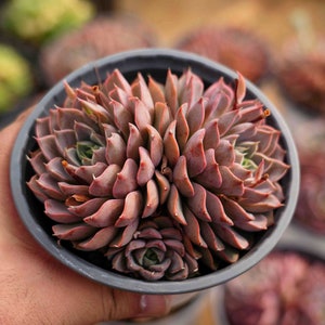 Echeveria Sommertraum - Leben Sukkulenten