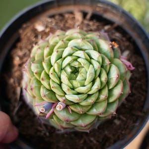 Echeveria red velvet- Live Succulent