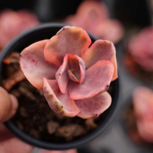 Echeveria &#39;giazhou&#39; variegata - Live Succulent