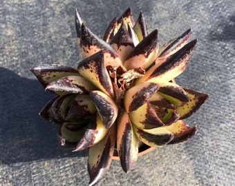 Echeveri agavoides 'Ebony' Cluster, Rare Live Succulent