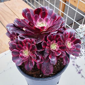 Aeonium Medusa - Lebende Pflanze, P128