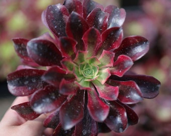 Aeonium Medusa Rare Live Succulent