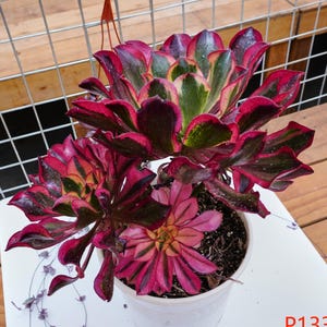 Aeonium Phantom - Lebende Pflanze, P130