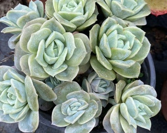 Echeveria 'Lovely Rose' , Rare Live Succulent