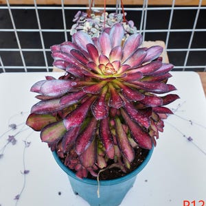 Aeonium Charm bunt gemischt - Lebende Pflanzen, P127