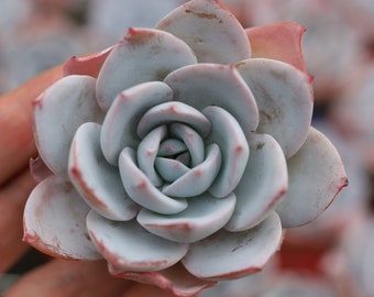 Echeveria 'vit lotus', sällsynt levande suckulent