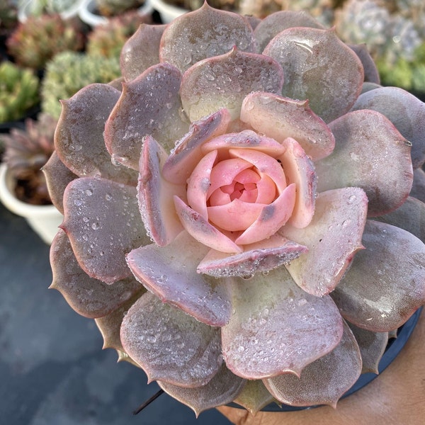 Echeveria 'Lola' variegated , Rare Live Succulent