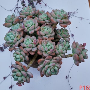 Graptosedum Red Miul - Live Plants, P165