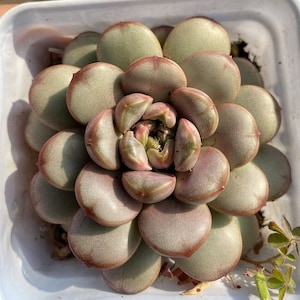 Graptoveria amethorum - Live Succulent
