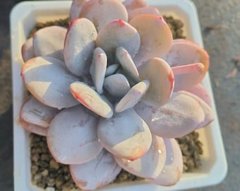 Echeveria Laui, Rare Live Succulent