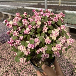 Pink Jade Succulent - Etsy