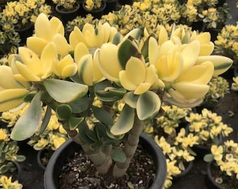 Crassula argentea'Variegata' , Rare Live Succulent