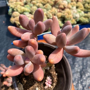 Pachyveria red angel&#39;s finger - Live Succulent
