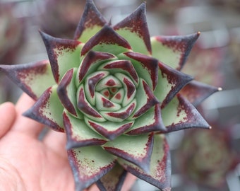 Echeveri agavoides 'Ebony', Rare Live Succulent