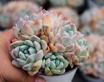 エケベリア ウェディング リング、多肉植物、多肉植物ギフト - Etsy 日本