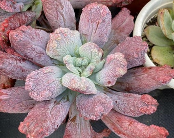 Echeveria Baron Bold, Rare Live Succulent