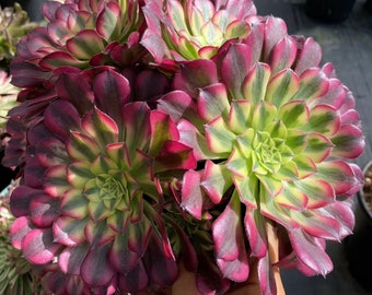 Aeonium 'Lucky Rong', Rare Live Succulent