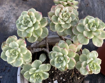 Sedeveria 'Letizia' Variegated , Rare Live Succulent