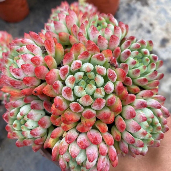 Sedeveria 'Blue Elf' Cluster, Rare Live Succulent