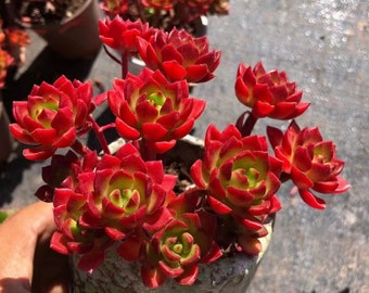 Sedeveria Letizia , Rare Live Succulent