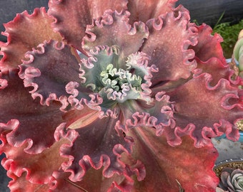 Echeveria 'Red Coral' , Rare Live Succulent