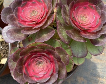 Aeonium 'Halloween' Pink Variegated - Live Succulent