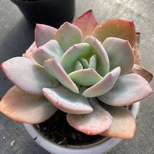 Echeveria milk tea - Etsy 日本